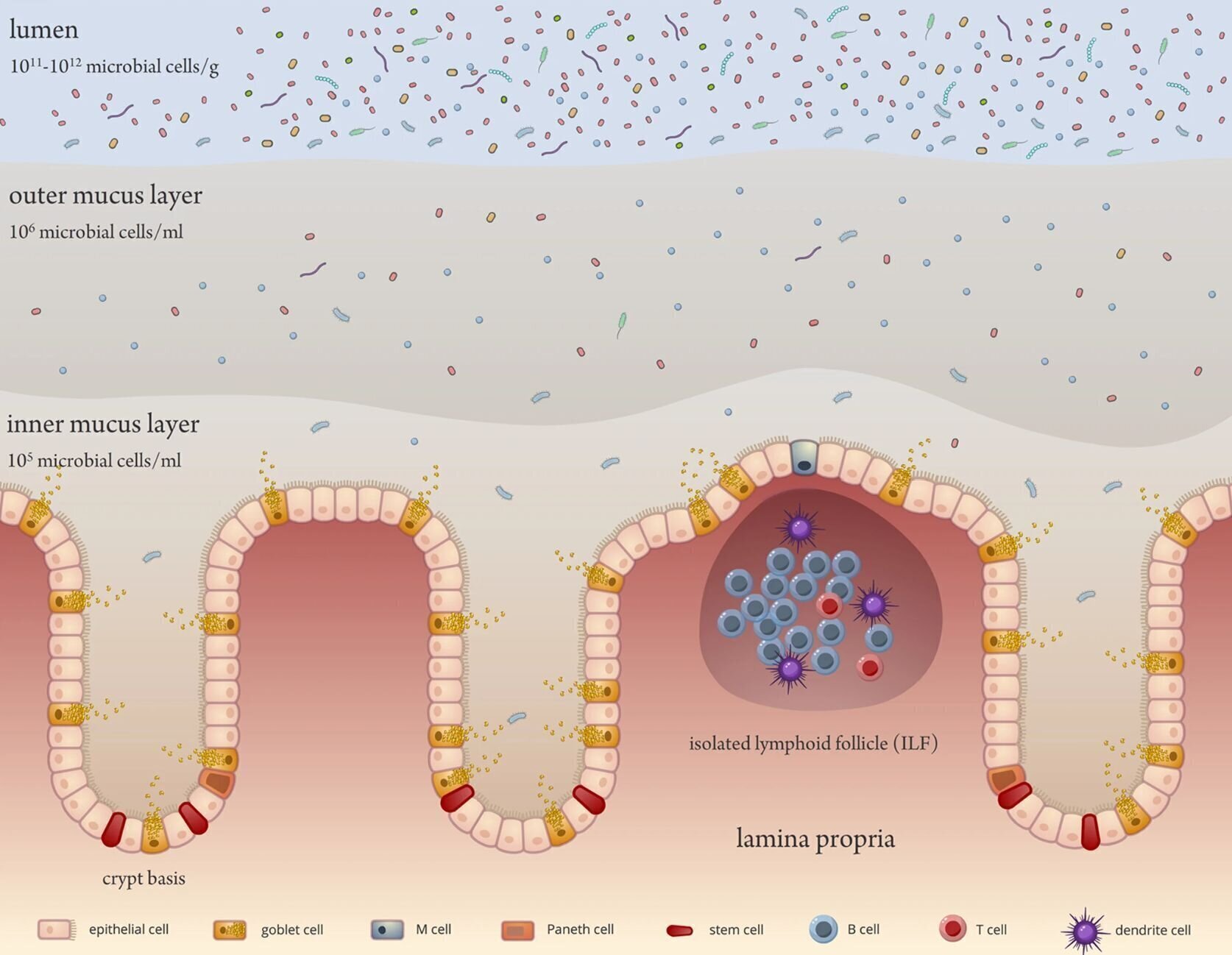 Akkermansia y la mucosa: por qué importa dónde viven las bacterias